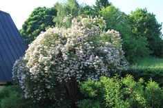 a bush with white flowers in front of a blue roofed building and shrubbery