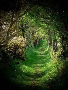 an image of a green path in the woods