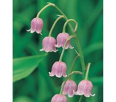 the pink flowers are blooming on the plant