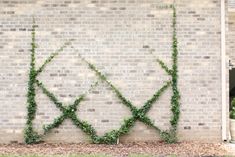 ivy growing on the side of a brick building