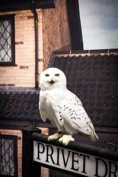 a white owl sitting on top of a sign