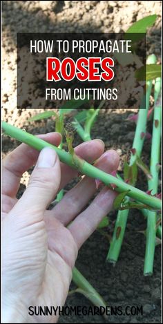 how to propagate roses from cuttings in the garden with text overlay that reads, how to propagate roses from cuttings