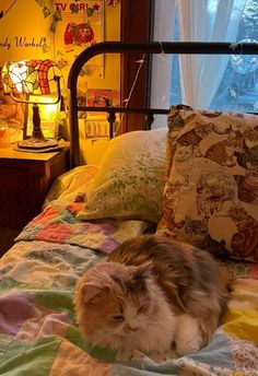 an orange and white cat laying on top of a bed