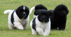 three black and white puppies are running in the grass with their front paws up