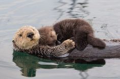 two otters are playing with each other in the water, while one is holding on to it's back