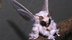 a close up of a moth on a ledge