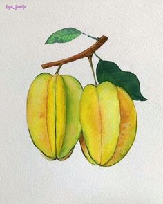 a painting of two mangoes hanging from a tree branch