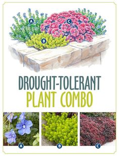 different types of plants and flowers in the garden with text overlay that reads, how to grow broccoli - tolerant plant combo