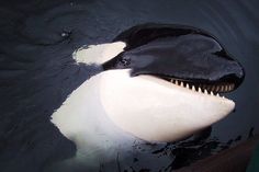 an orca whale with it's mouth open and teeth out in the water