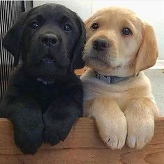 two puppies are sitting next to each other on a wooden bench looking at the camera