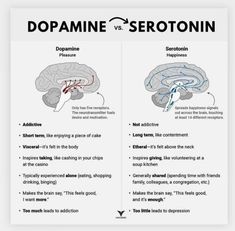 the differences between dopamaine and serotoinn in human brain systems