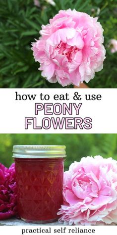 peony flowers with text overlay that says how to eat and use peony flowers practical self reliance