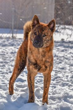 a brown and black dog standing in the snow