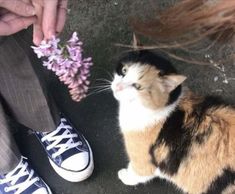 a cat sitting on the ground next to someone's feet with flowers in front of them