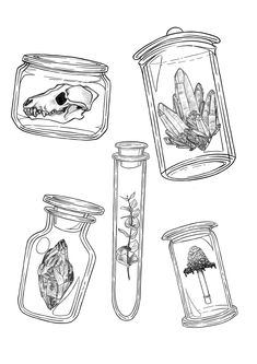 four jars filled with plants and animals in them, one has an animal's skull