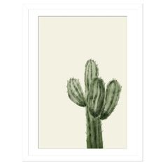 a green cactus plant in front of a white background