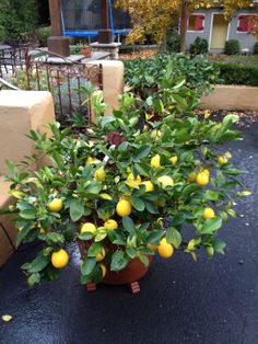 a potted plant with lemons growing in it