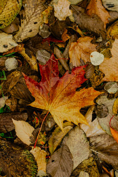 a bunch of leaves that are laying on the ground