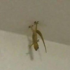 a lizard is hanging upside down on the ceiling