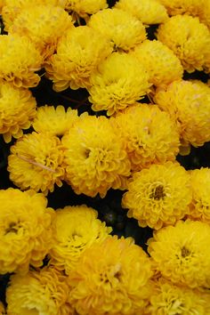 many yellow flowers are arranged together on display