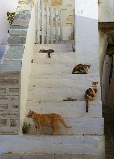 #greece #boating #islandlife #beachlife #photography #athens #santorini #cats #travel Corfu Beaches, Stray Cats, Greece Vacation, Senior Trip, Greece Holiday, Europe Summer, Italian Summer, Best Beaches, Northern Italy