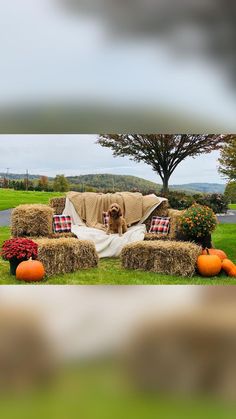 a dog sitting on top of a couch covered in a blanket next to pumpkins