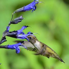 a hummingbird flying away from a blue flower