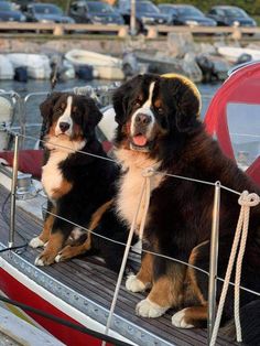 two dogs sitting on the deck of a boat