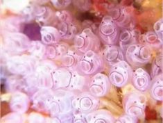 Cute Creatures | Sea Squirts | Ponyo Sea Squirts, Sea Squirt, Vet Technician, Chihuahua Puppies, Silly Animals, Ocean Creatures, Marine Animals, Cute Creatures