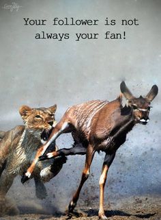 two wild animals chasing each other in the sand with a quote above them that reads, your follower is not always your fan