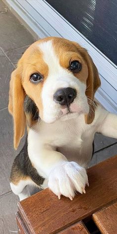 a small brown and white dog sitting on top of a wooden table next to a door