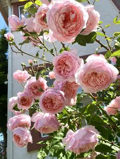 pink roses are blooming in front of a white house with the words, always rose very nice raspberry scent