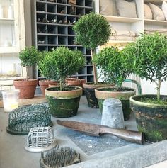 several potted plants on a table in front of a shelf filled with other pots