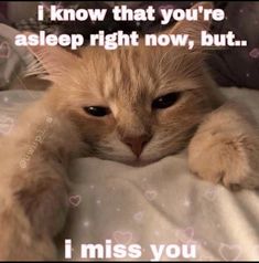 an orange cat laying on top of a bed with the caption i know that you're asleep right now, but i miss you