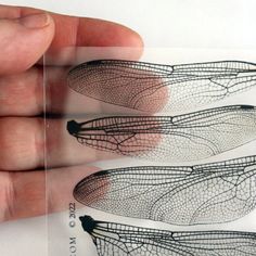 a hand holding a clear card with three dragonflies on it's back side