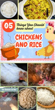 Rice is a common leftover, but is it safe for your chickens? Find out the dos and don'ts of feeding rice to your flock. Chicken Owner, Better Diet, Flavored Rice, Dos And Don'ts