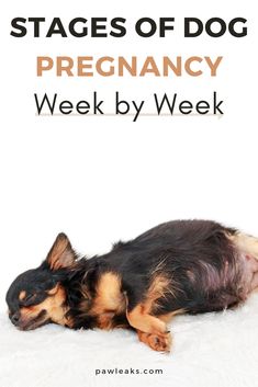 a black and brown dog laying on top of a white blanket with the words stages of dog pregancy week by week