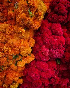 many different colored flowers are arranged together