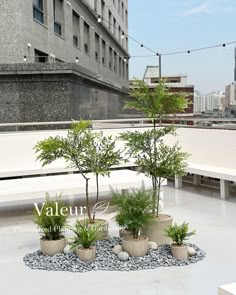 there are many potted trees in the middle of this roof garden area with gravel and rocks