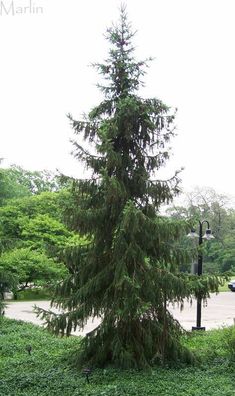 a tall pine tree sitting in the middle of a lush green field next to a street