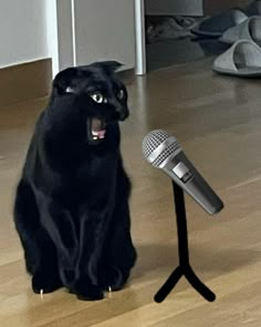 a black cat sitting next to a microphone on top of a hard wood floor in front of a pair of shoes