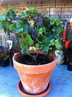 a potted plant with grapes growing in it