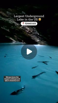 fish swimming in the blue water with text that reads largest underground lake in the us