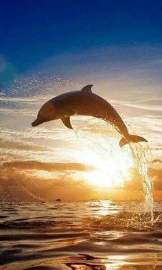 the dolphin is jumping out of the water at sunset or sunrise, it looks like he's about to jump into the air