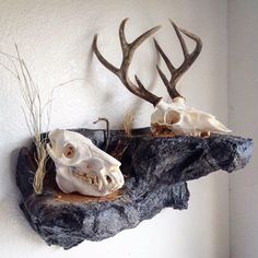 there are two skulls and antlers on the wall