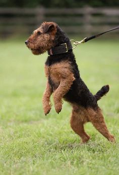 a small brown and black dog standing on its hind legs