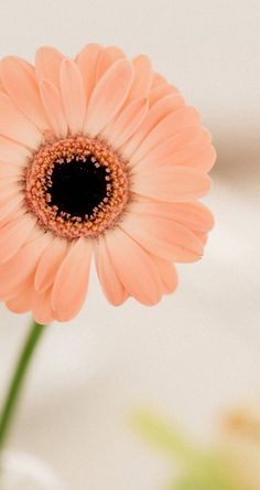 a pink flower with a black center sits in a vase