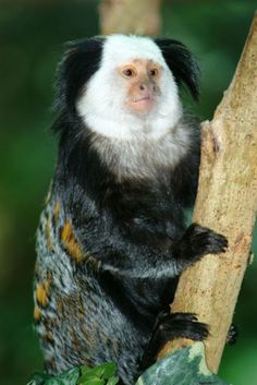 a monkey sitting on top of a tree branch next to leaves and looking at the camera