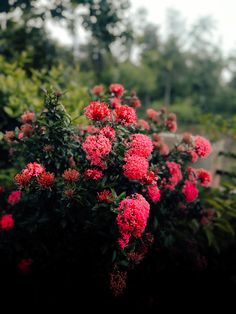 red flowers are blooming in the garden