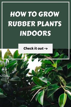 Guide on growing rubber plants indoors with a check it out prompt. Propagate Rubber Plant, Rubber Plant Propagation, Rubber Plant Care, Vertical Garden Pots, Lush Aesthetic, Vertical Container Gardening, Propagation Tips, Rubber Tree Plant, Balcony Gardening